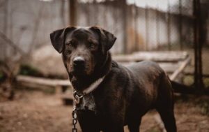 Unleashing Canine Brilliance A Comprehensive Guide to Dogs Training Colors for Enhanced Communication and Obedience